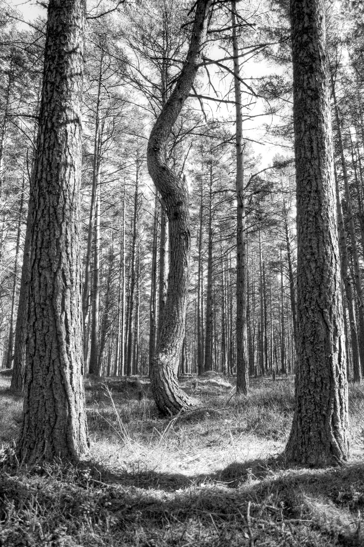 дерево, лес, природа, деревья, сосна, телохранитель, Vladimir Kedrov