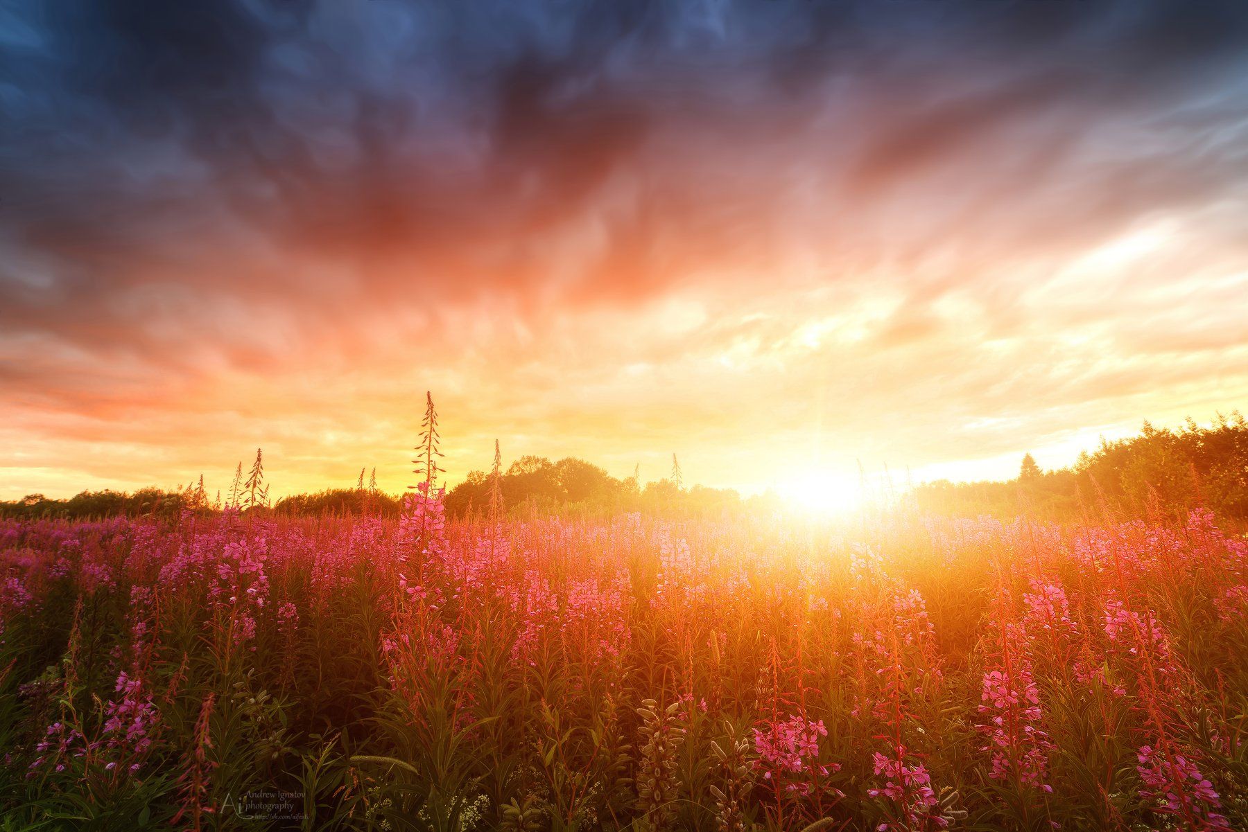 landscape, sunset, sunrise, ivan, tea,  field, sunlight, Андрей Игнатов