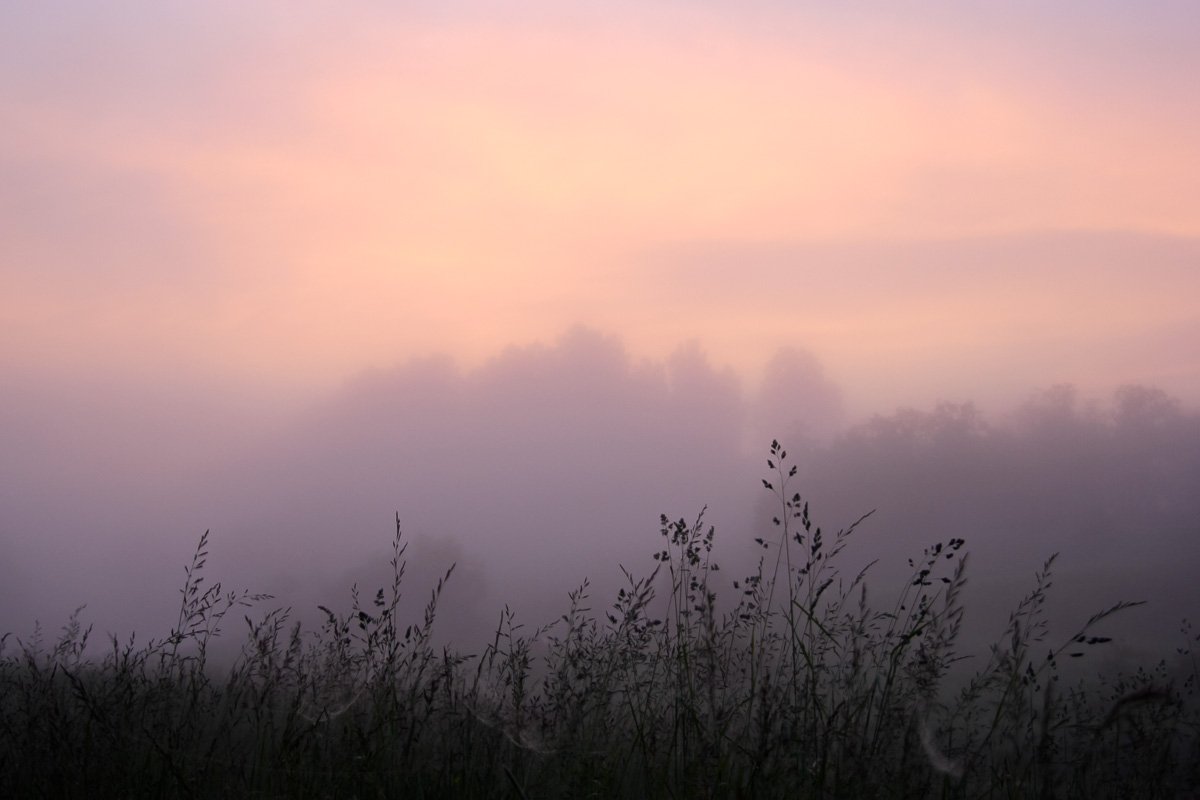 утро, туман, рассвет, трава, небо, Сергей Козинцев