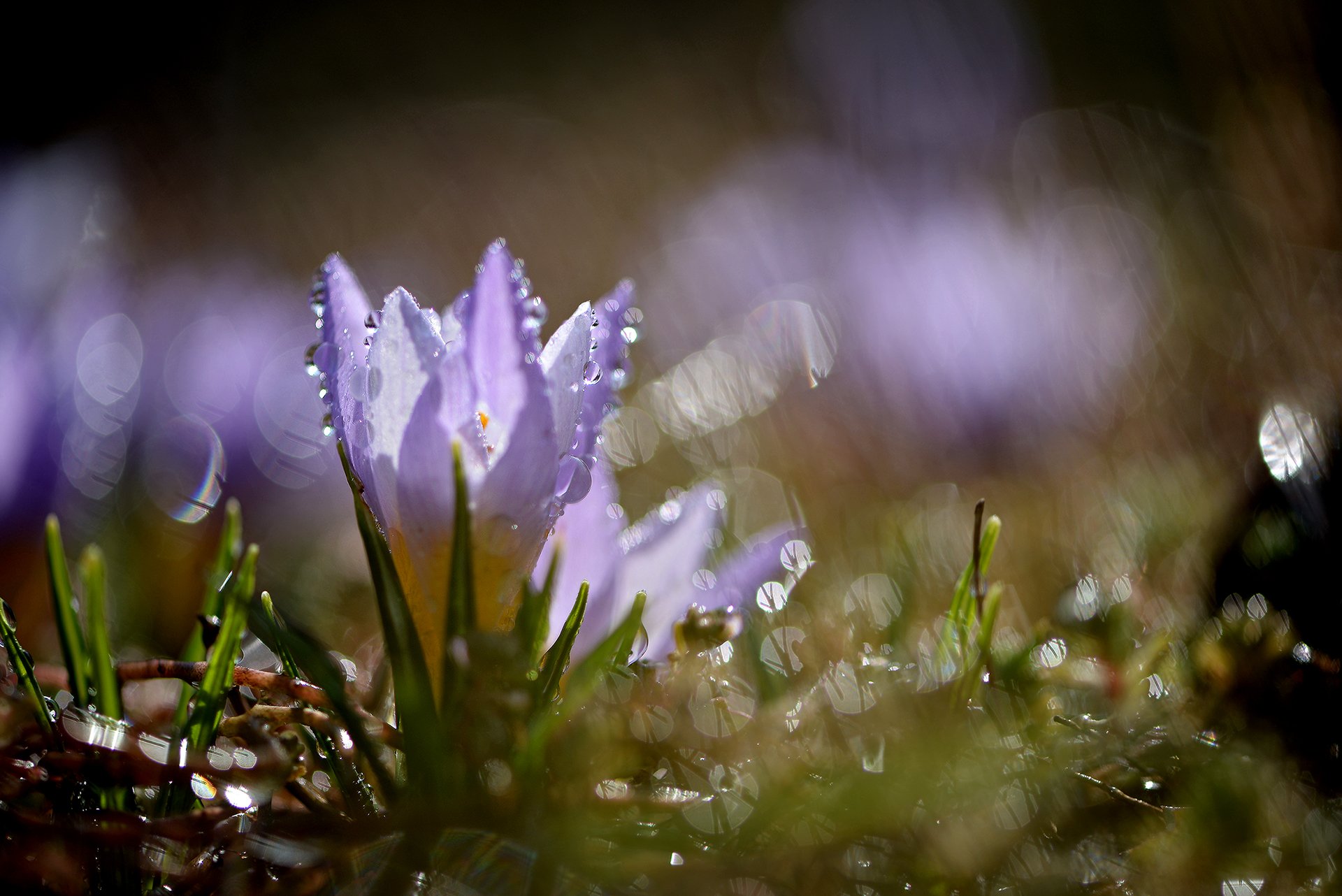 природа, макро, весна, цветы, крокус, капли дождя, боке, Неля Рачкова