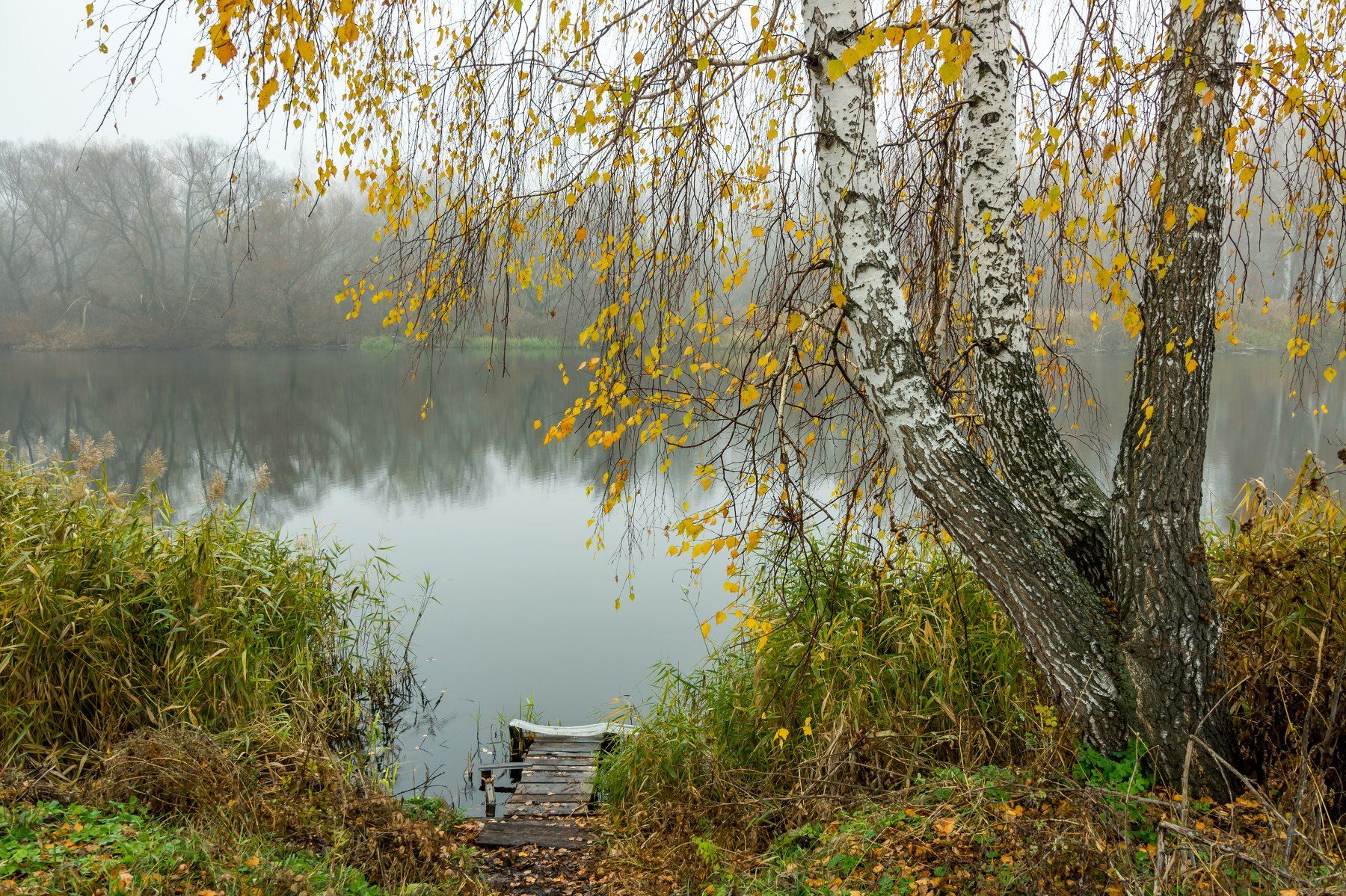 природа, берёзы, река, озеро, осень, туман, Руслан Востриков