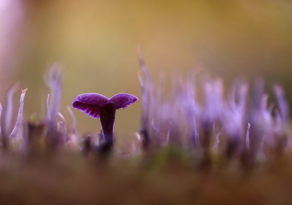 осень,лес,грибы., Viktor Schneider