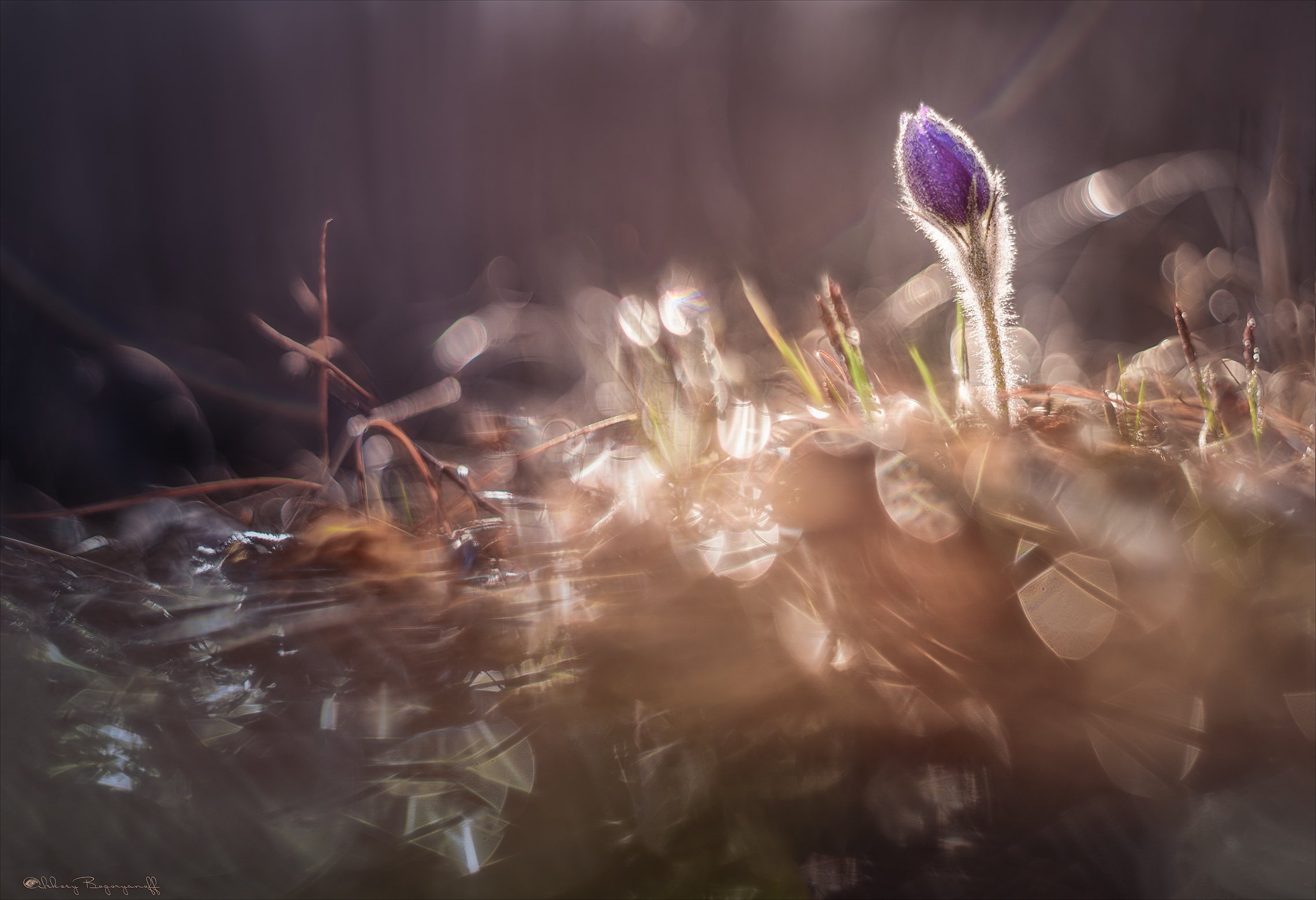 весна, сон трава, цветы, Алексей Богорянов