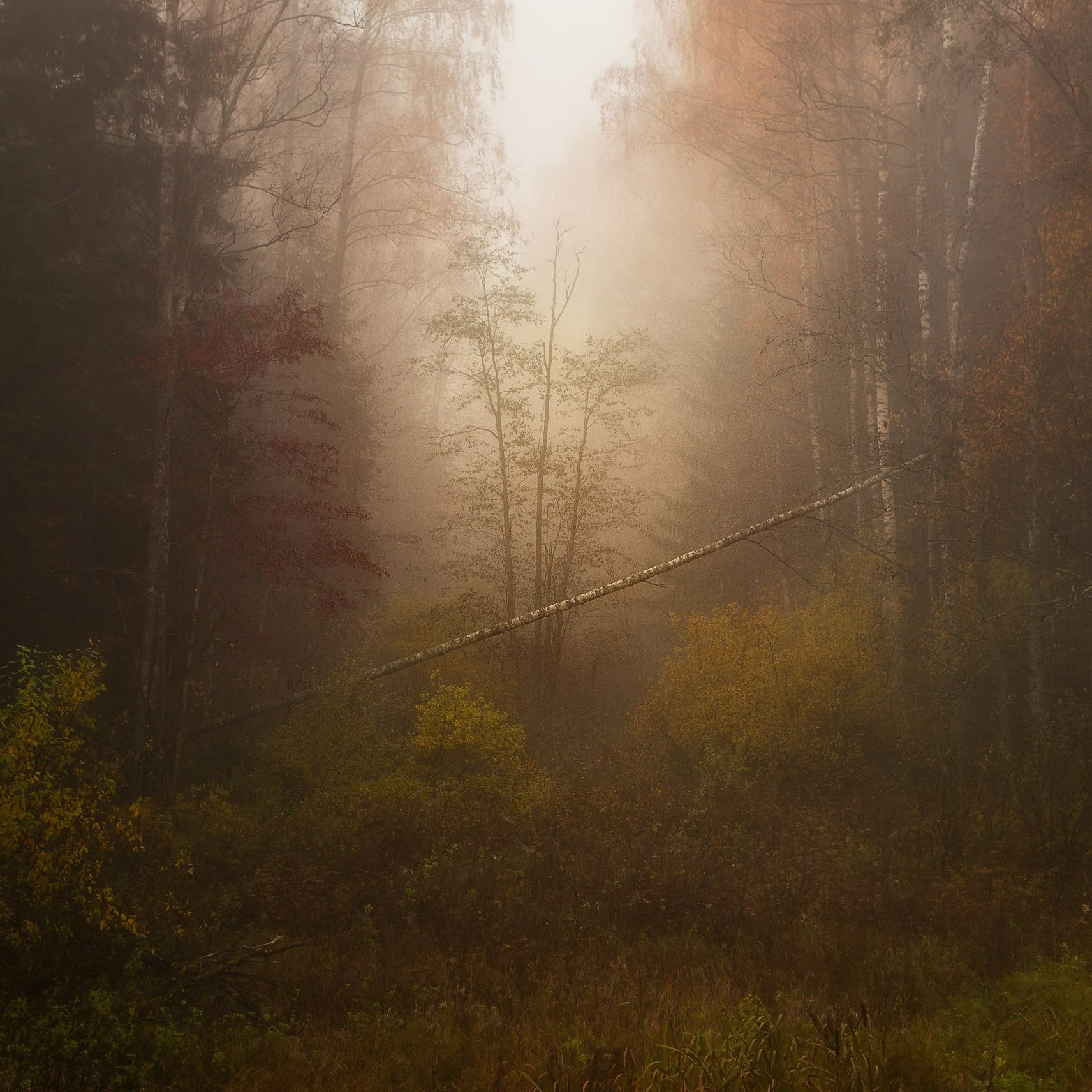 лес, осень, туман, Павел Попов
