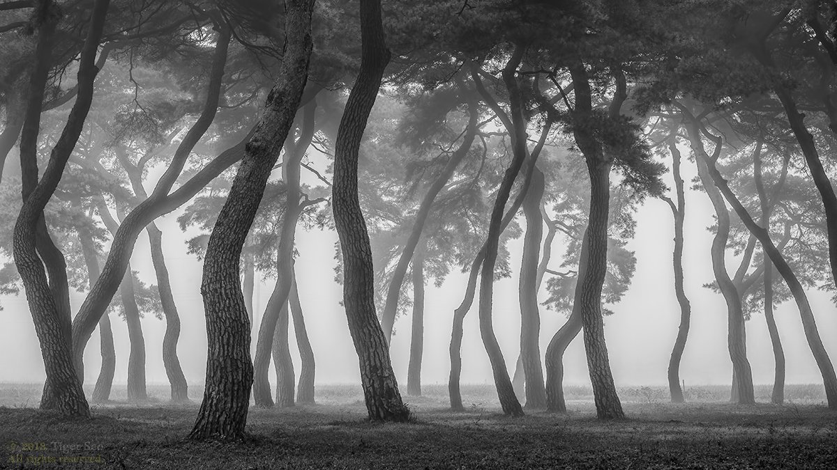 pine_tree tree for foggy morning old long time landscape , Seo Tiger