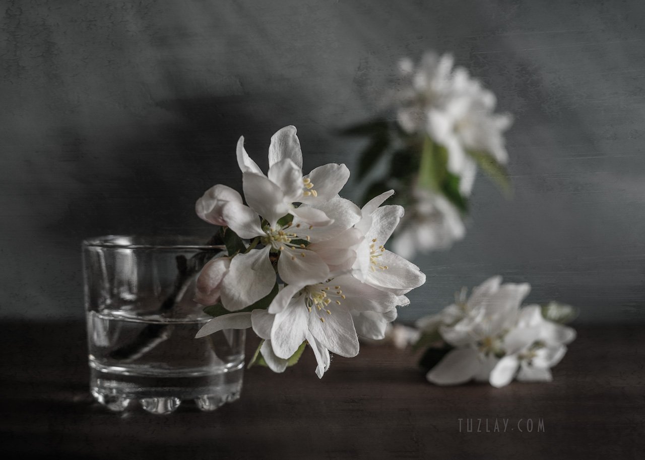 весна в стакане, белый цветки, цветки яблони, Владимир Тузлай