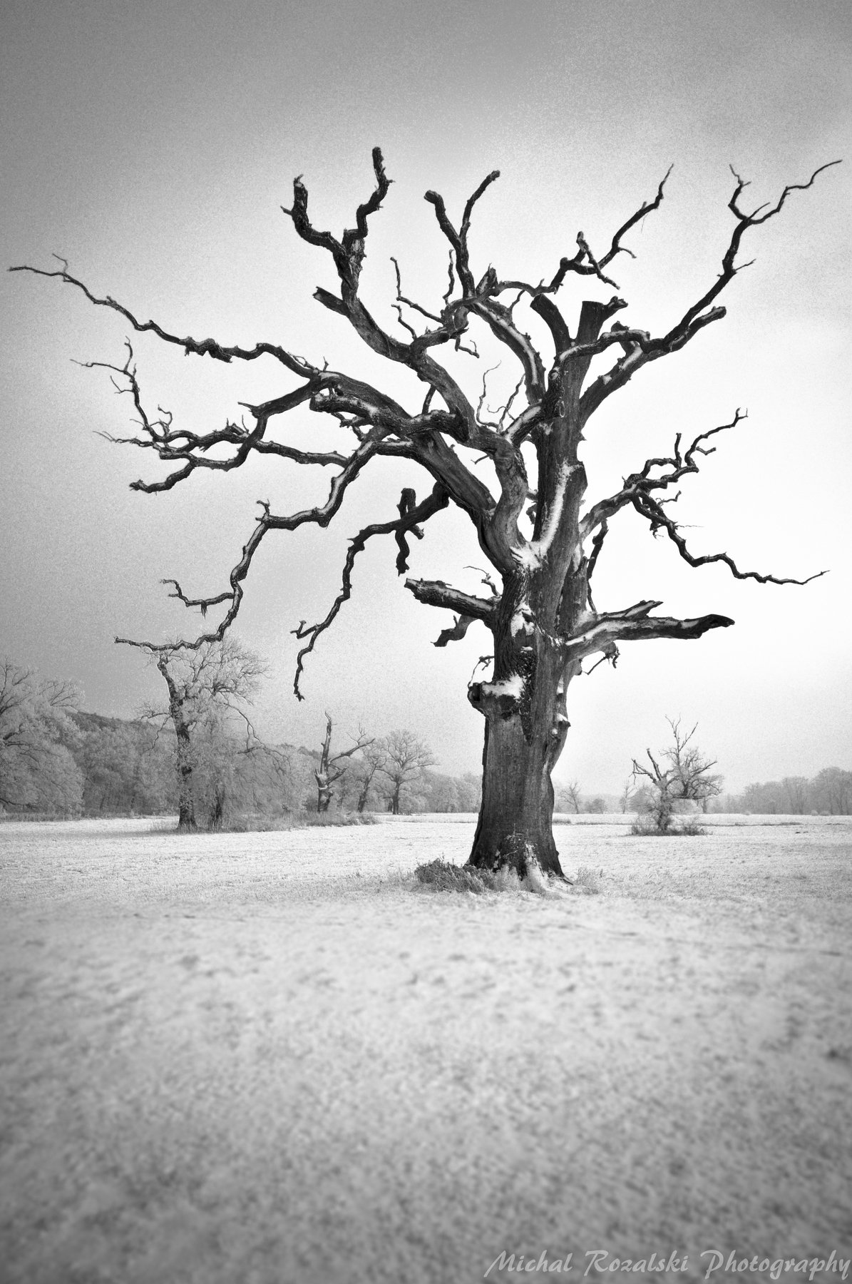 tree, , blackandwhite, , artistic, , winter, , snow, , oak, , old, , nature, Michal Rozalski