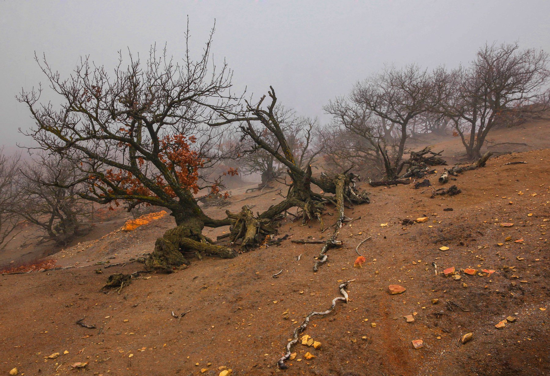 горы,осень,природа,лес,туман., Marat Magov