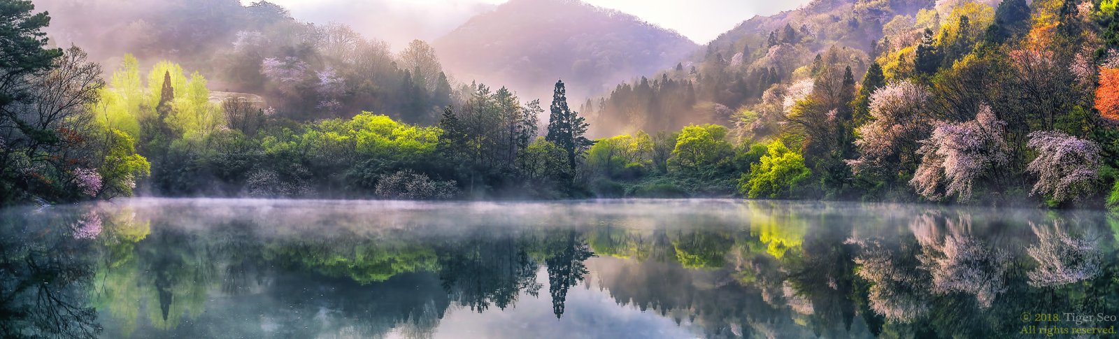 reflection flower water spring trees mountain landscape fog sunrise morning Korea, Seo Tiger