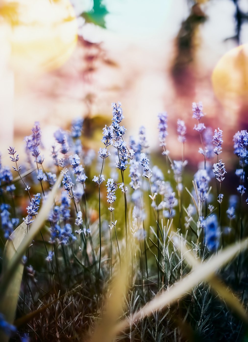 antrisolja,nature,macro, antrisolja - Татьяна Татаренок