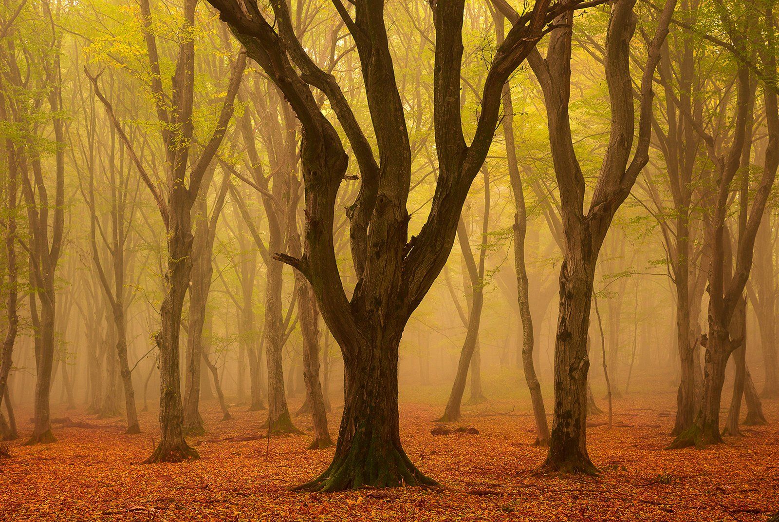 forest, trees, autumn, fog, landscape, travel, nature, mountain, romania, Lazar Ioan Ovidiu