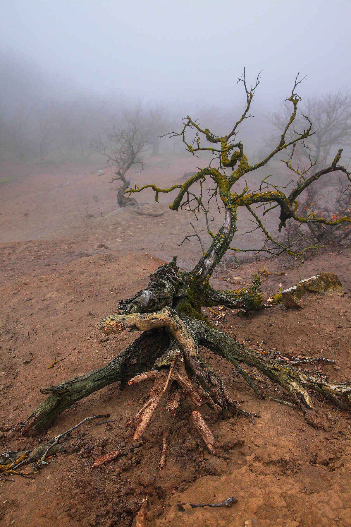 горы,осень,природа,лес,туман., Marat Magov