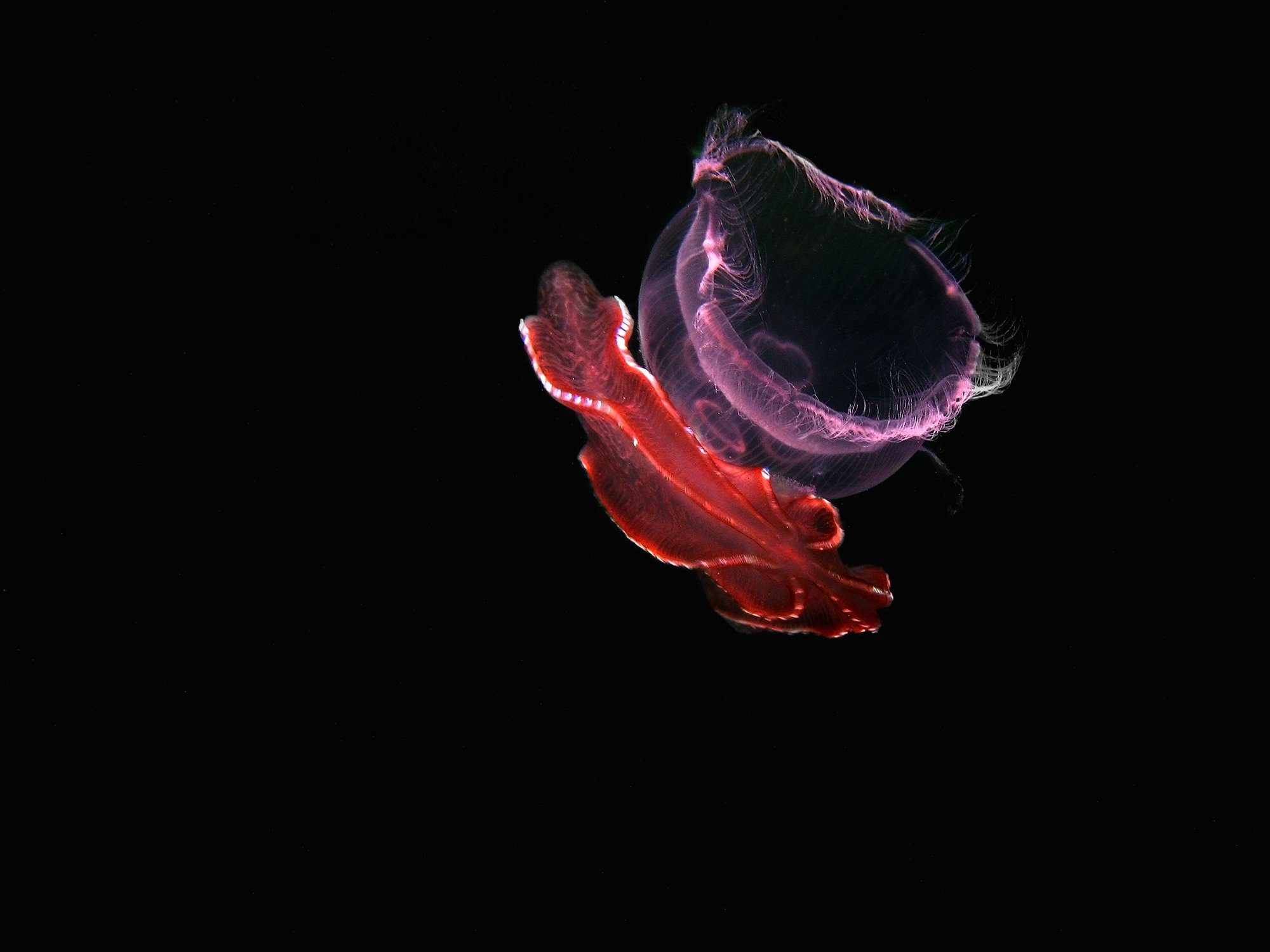 black sea jellyfish, Tanass