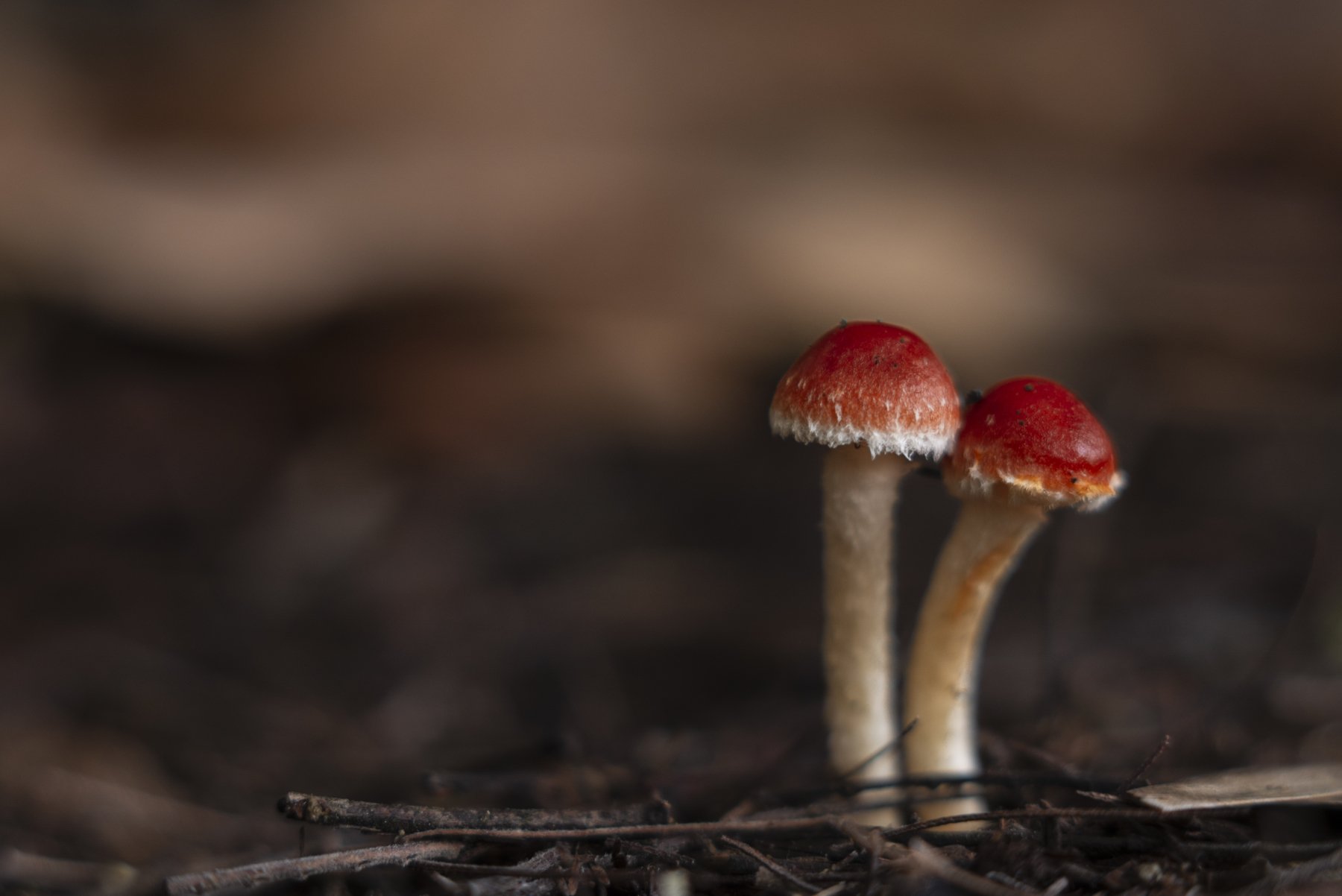 mushroom, small, macro, litlle, nature, Antonio Coelho