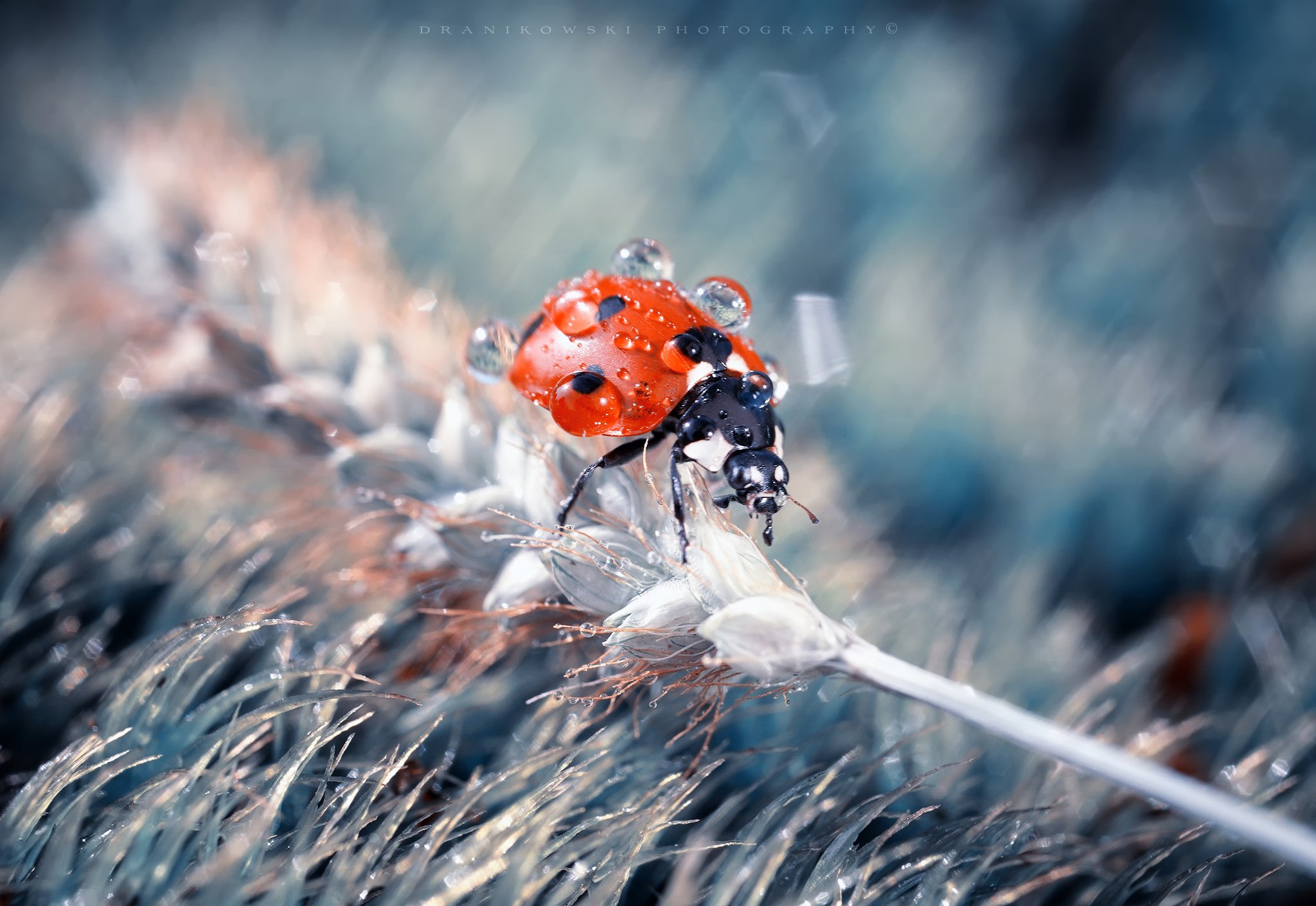 after rain ladybug ladybird macro volna dranikowski biedronka божья коровка water drops, Radoslaw Dranikowski