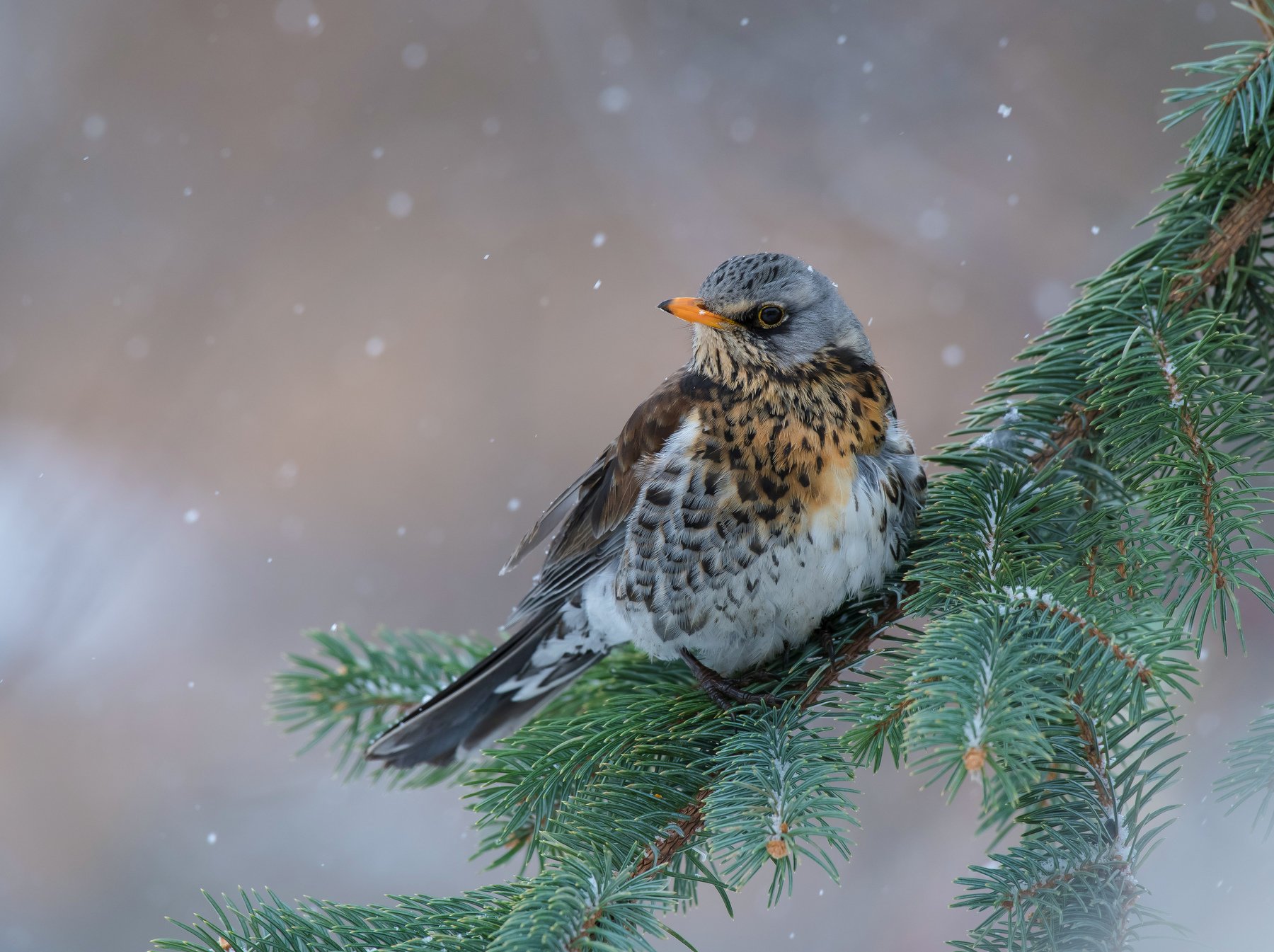 птицы,природа,зима,, Андрей Киселёв
