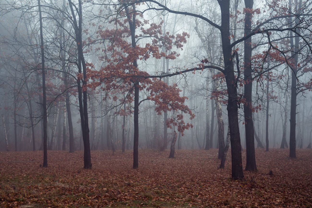 лес, осень, ноябрь, туман, Галанзовская Оксана