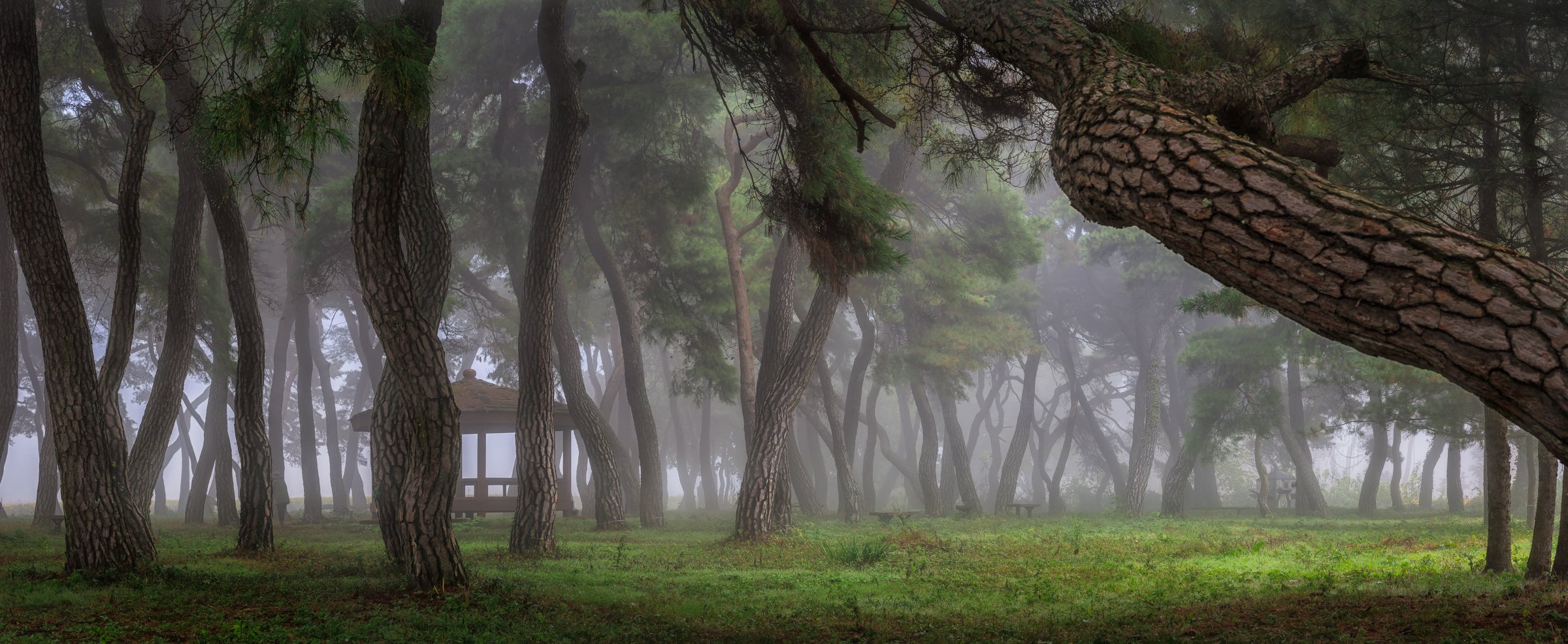 pinetree panorama green light trees forest fog foggy morning Korea, Seo Tiger