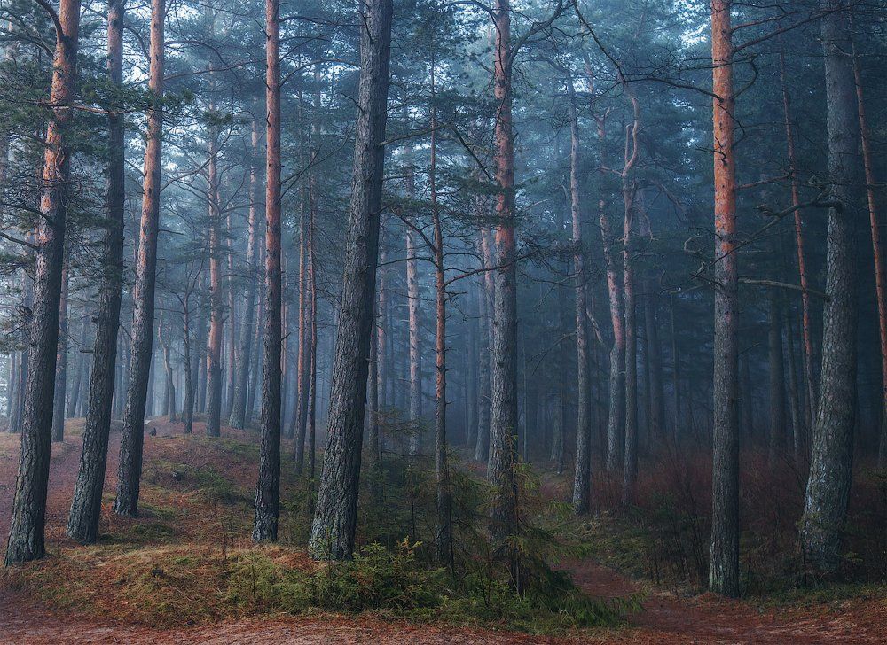 лес, атмосфера, пейзаж, туман, Aleksandr Kljuchenkow