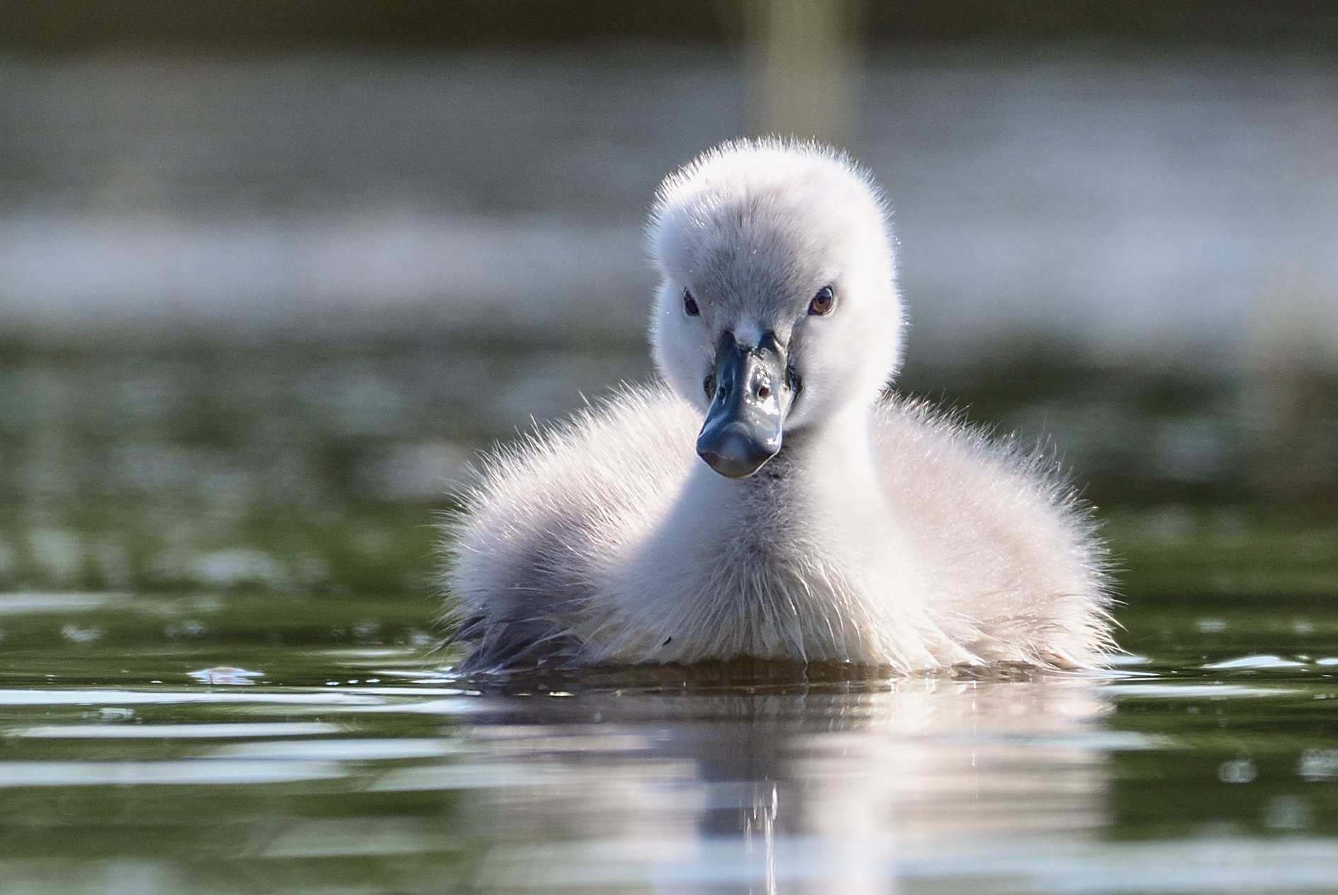 swan, small, little, bird, water, lake, ugly duckling, Димитър Русев