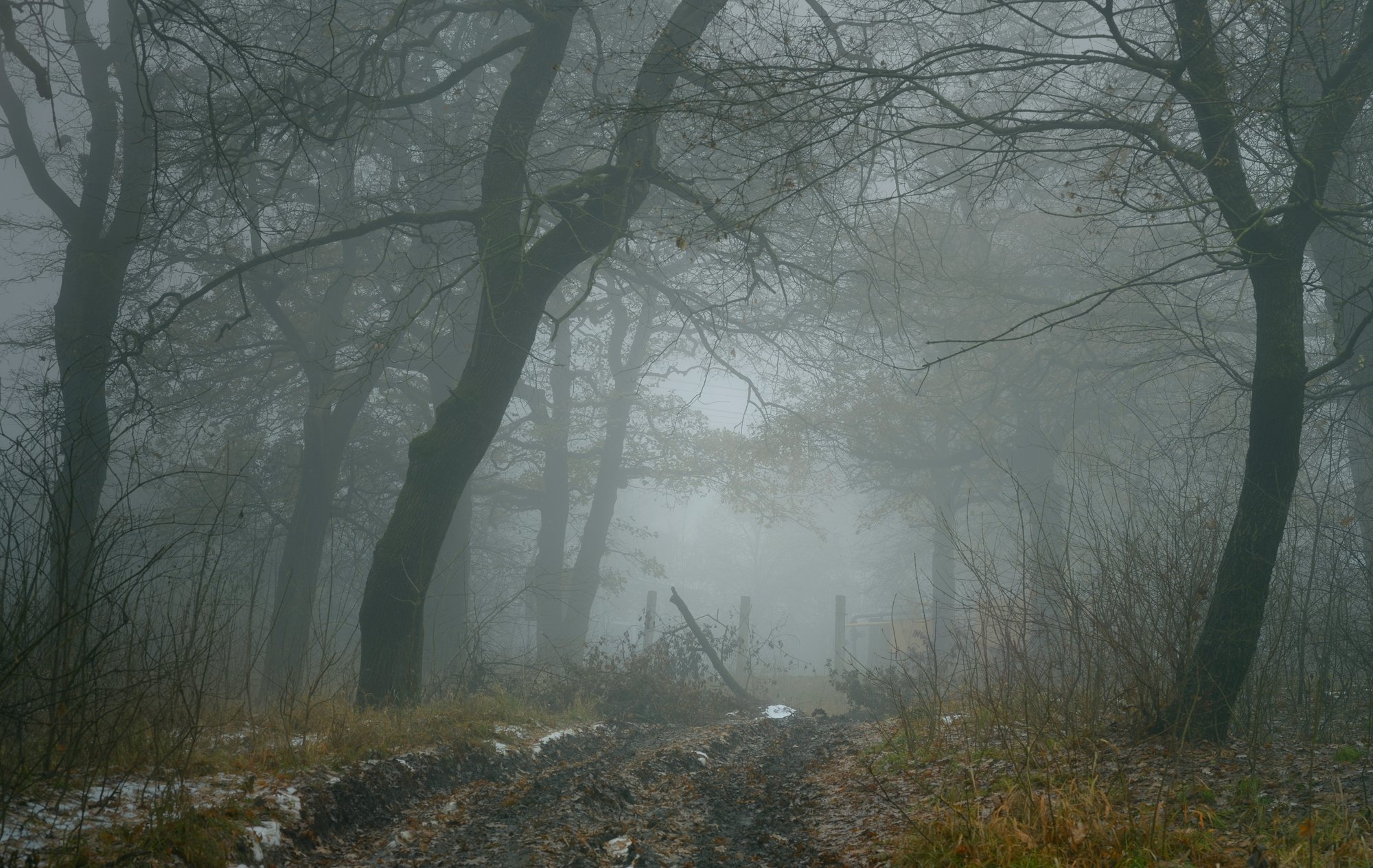 осень рассвет лес листва туман туман, Александр Жарников