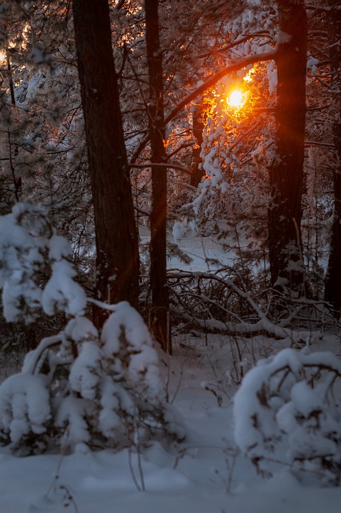 закат лес в снегу, Yakovlev Artur