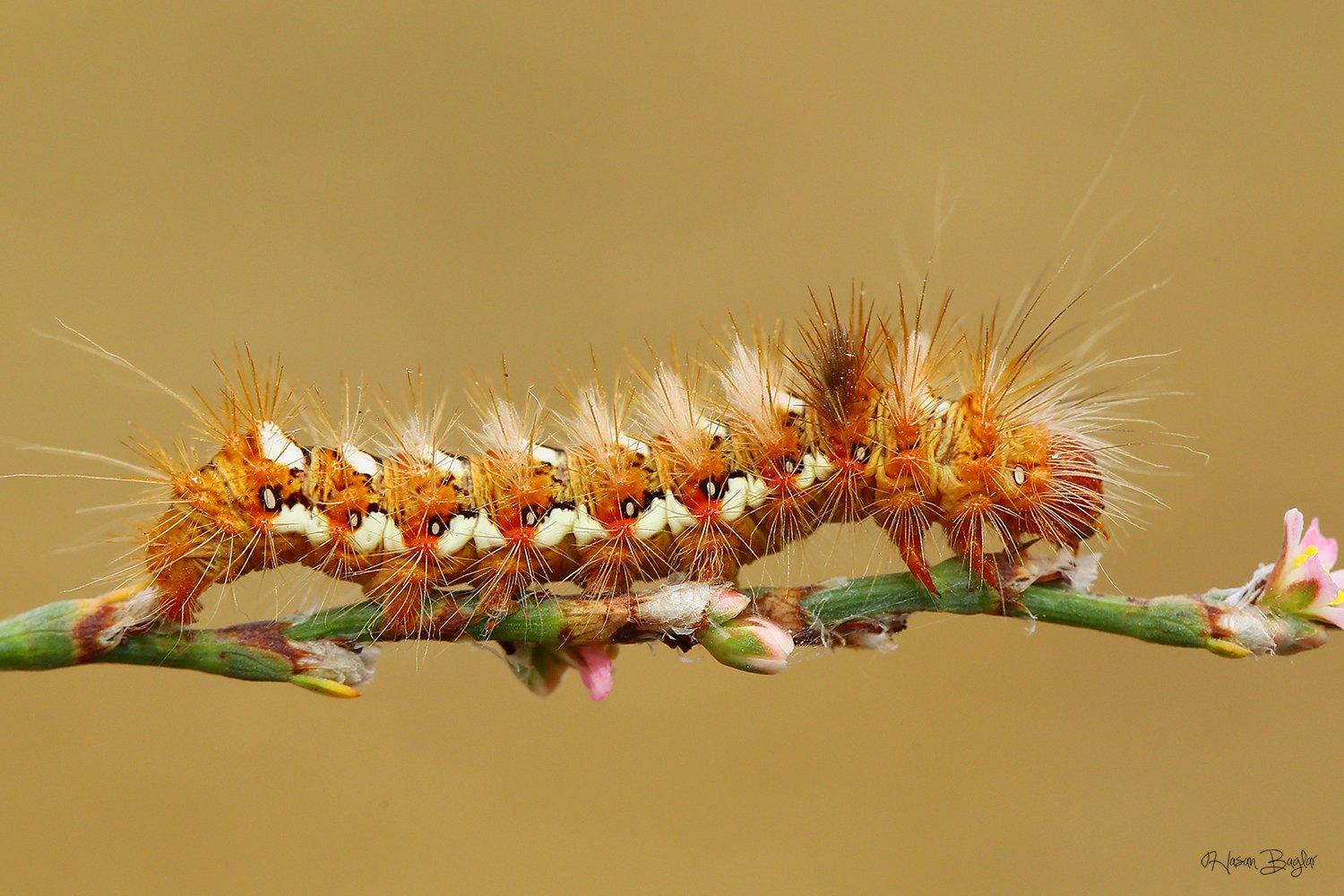 #moth#caterpillar#macro#nature#northcyprus#cyprus, Hasan Baglar