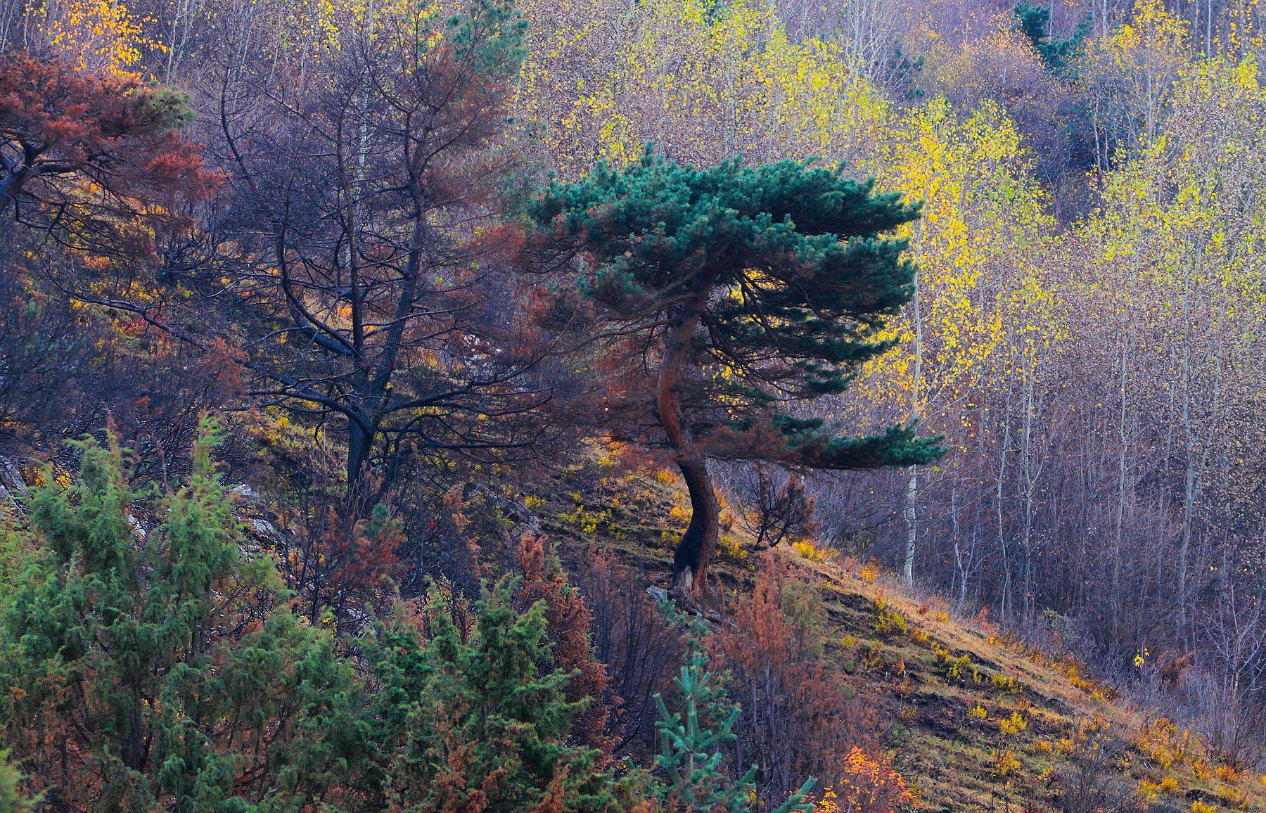 горы,осень,природа., Marat Magov