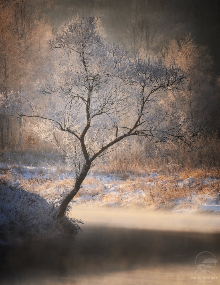 пейзаж, природа, река, зима, иней, дерево, истра, Анатолий Гордиенко