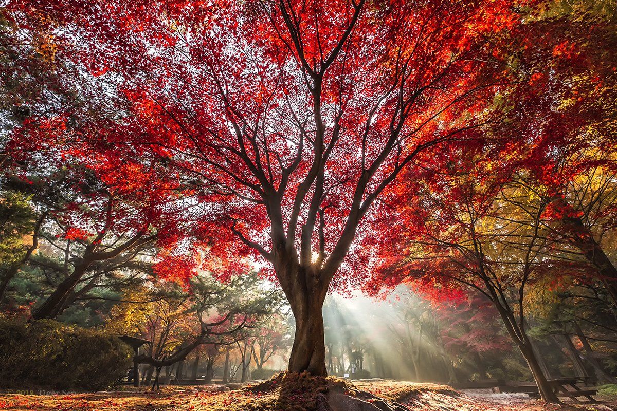 red tree foliage rays sunlight light autumn color landscape travel Korea, Seo Tiger