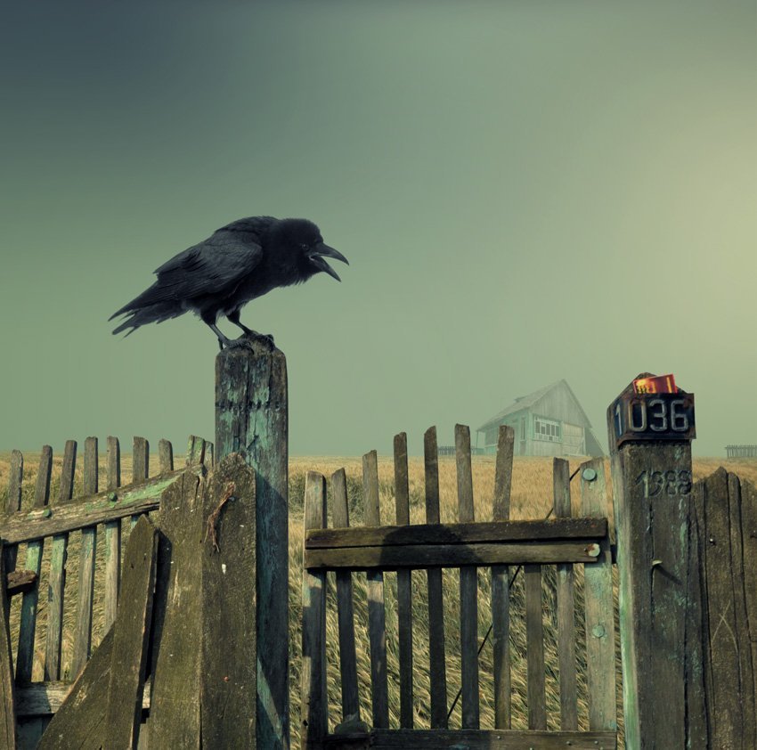 crow, black crow, fence, country, alone, number, rusty, abandoned, wheat, scream, Caras Ionut