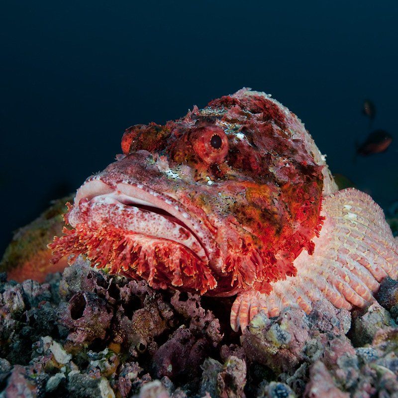 underwater, скорпена, scorpionfish, Виктор Чистов