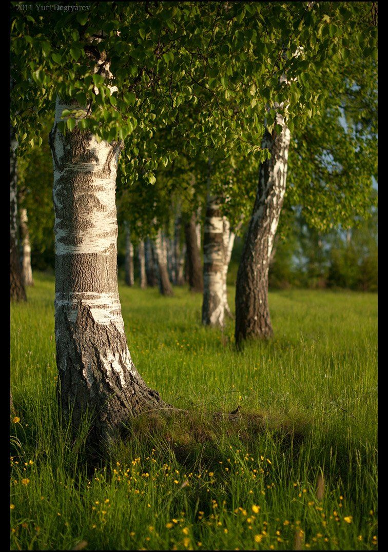 июнь, береза, московская, область, лето, sony, a100, alpha100, alpha, 100, sal50f18, sal, 50/1.8, 50, 1.8, cokin, Юрий Дегтярёв (Yuri Degtyarev)