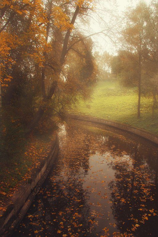 павловск, парк, осень, дерево,туман, вода, пруд, листва,, Дмитрий Шамин