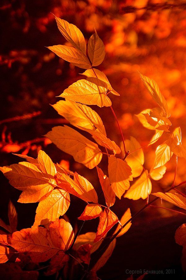 красный, цветок, осень, огонь, пожар, Сергей Белявцев