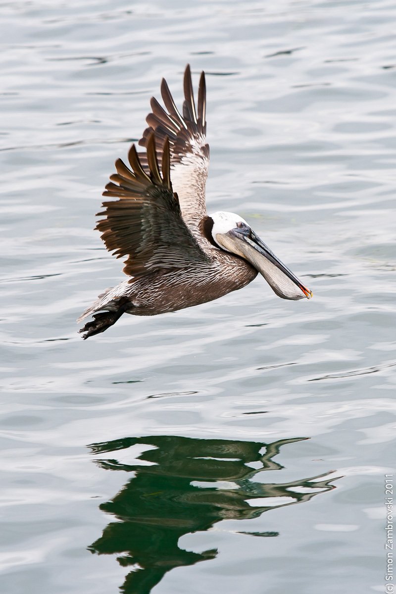pelican, morro bay, california, usa, Семён Замбровский
