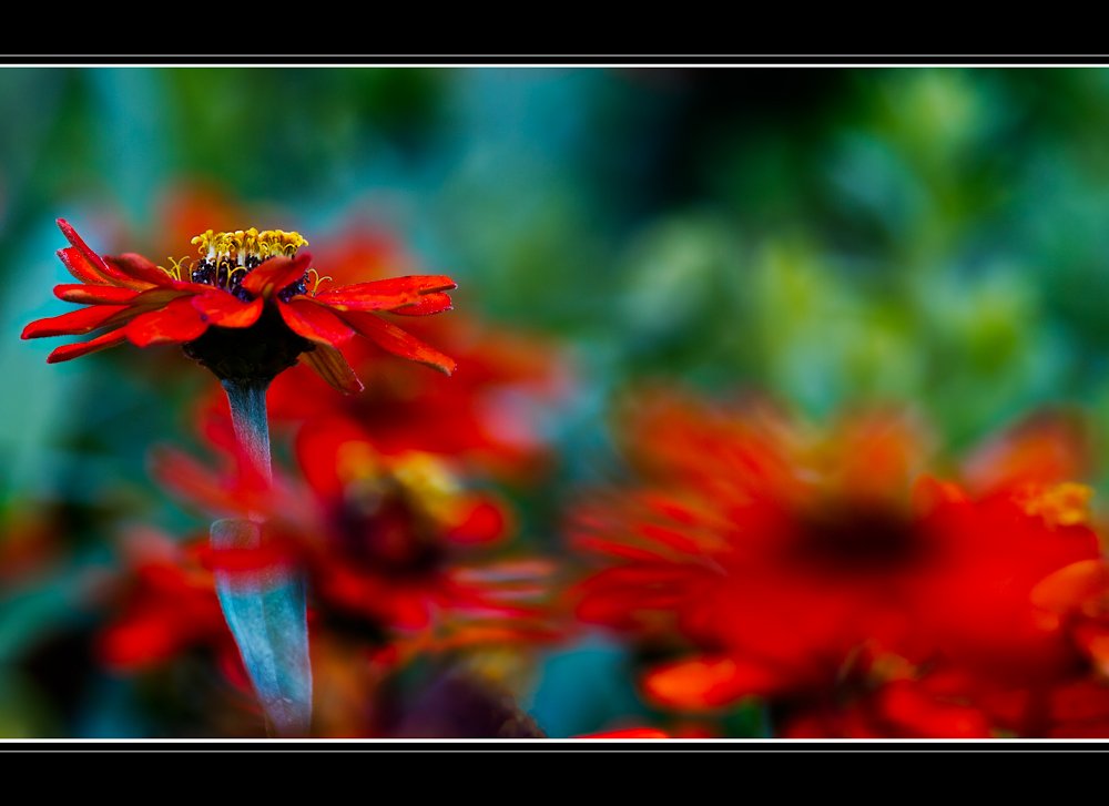 flowers, red, green, flares, bokeh, blur, Zdravko