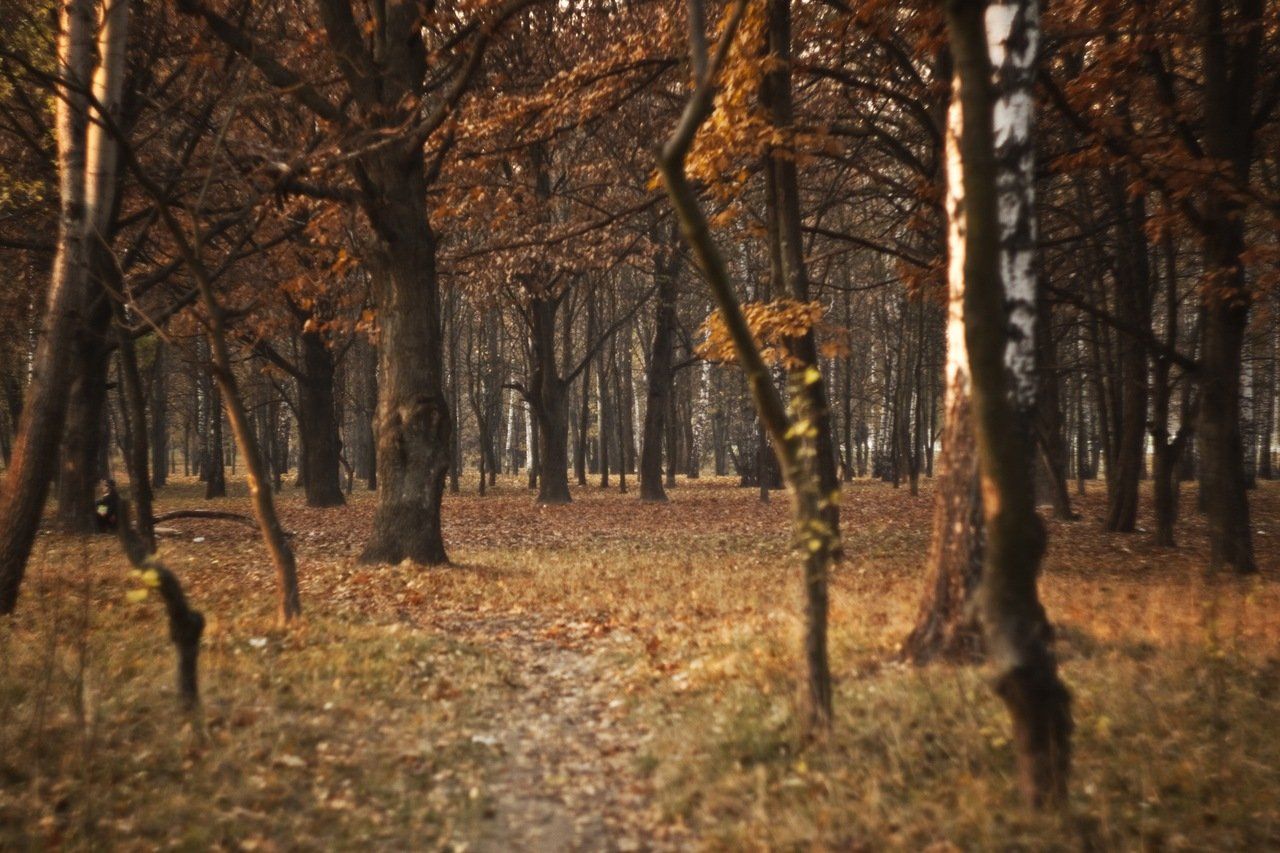 лес, осень, листья, желтый,, Anton