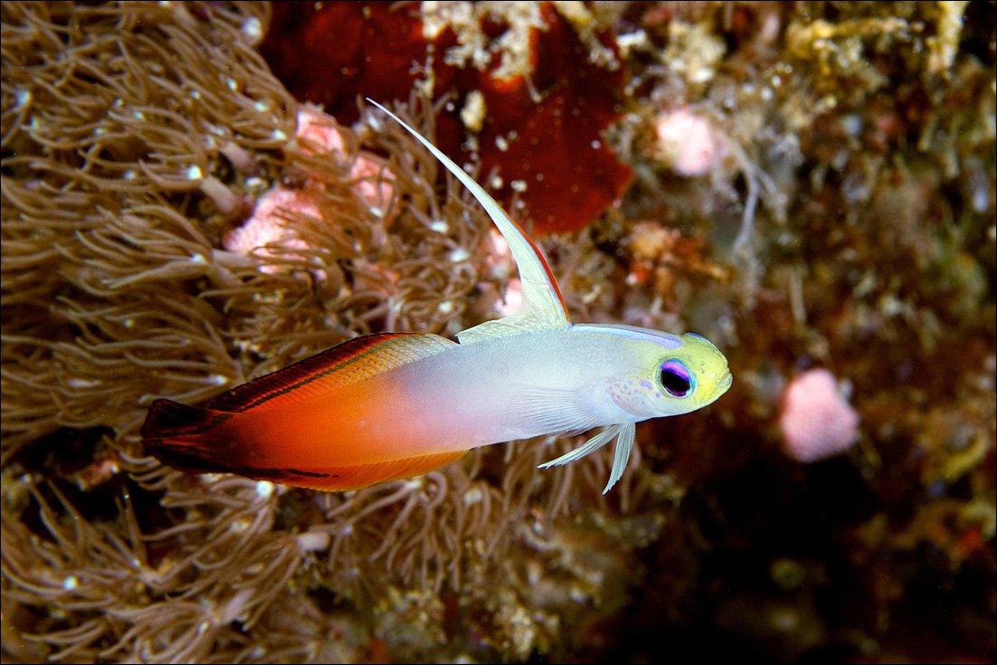 underwater, sipadan, fish, goby, fiery, Anton Akhmatov