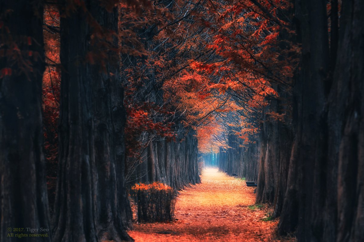 autumn path trees light foliage landscape bench Korea, Seo Tiger