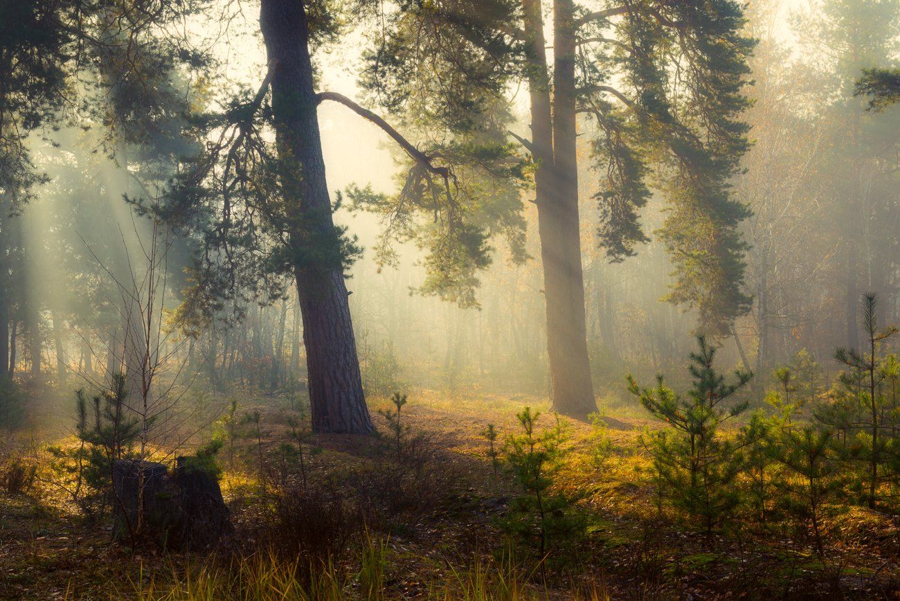 лес, осень, октябрь, утро, рассвет, туман, лучи, Галанзовская Оксана