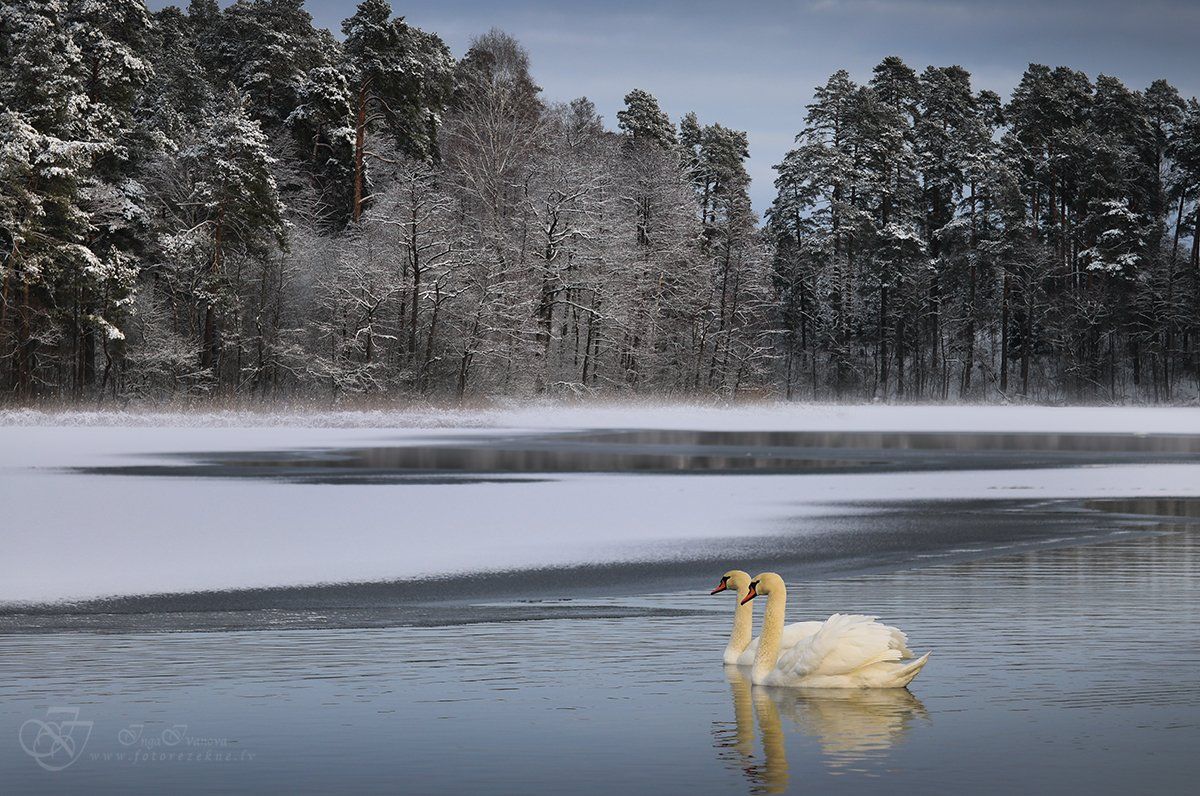 лебеди зимой, Инга Иванова