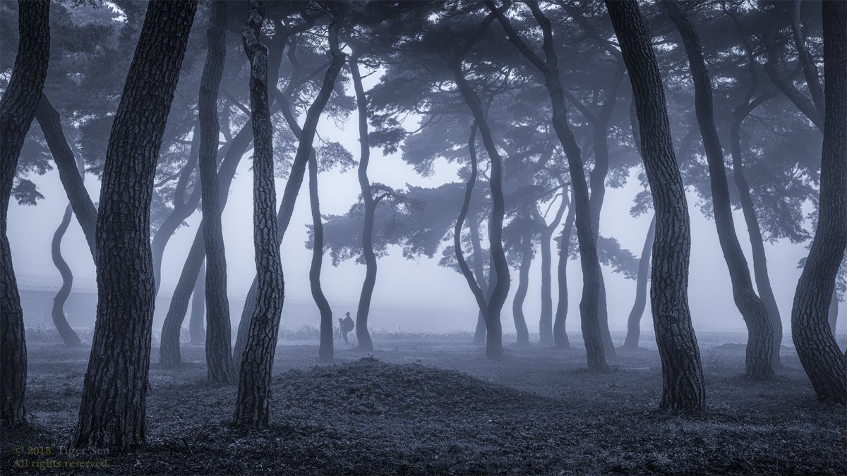 photographer pinetree tree wave fog misty morning landscape Korea, Seo Tiger