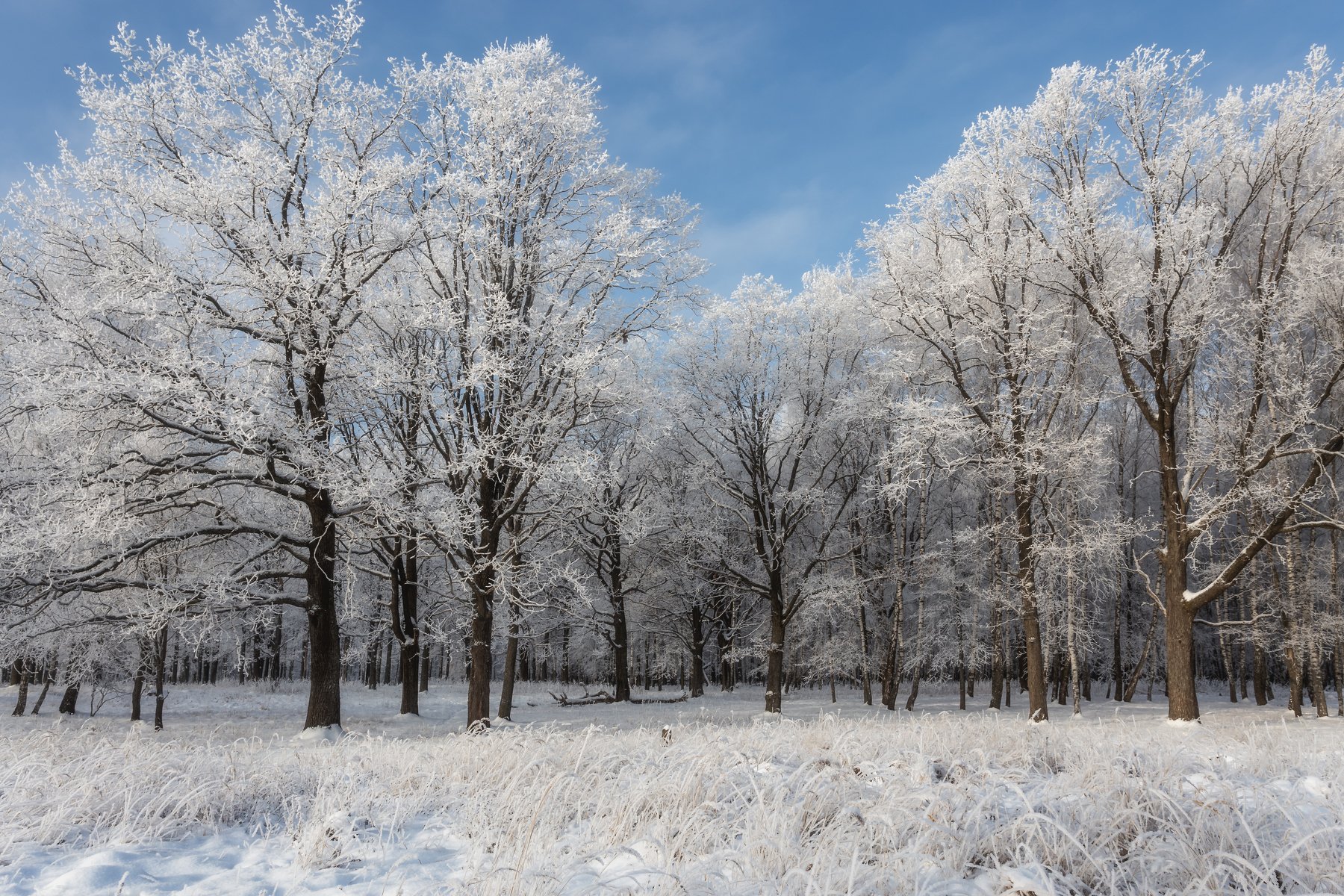природа, пейзаж, зима, сказка, nature, landscape, tale, Мартыненко Дмитрий