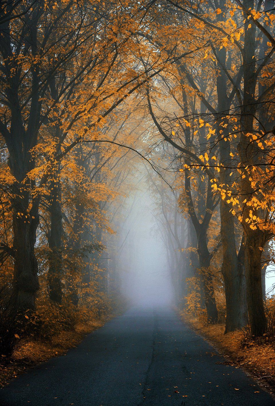 foggy road trees yellow blue leafs path misty magic autumn fall, Radoslaw Dranikowski