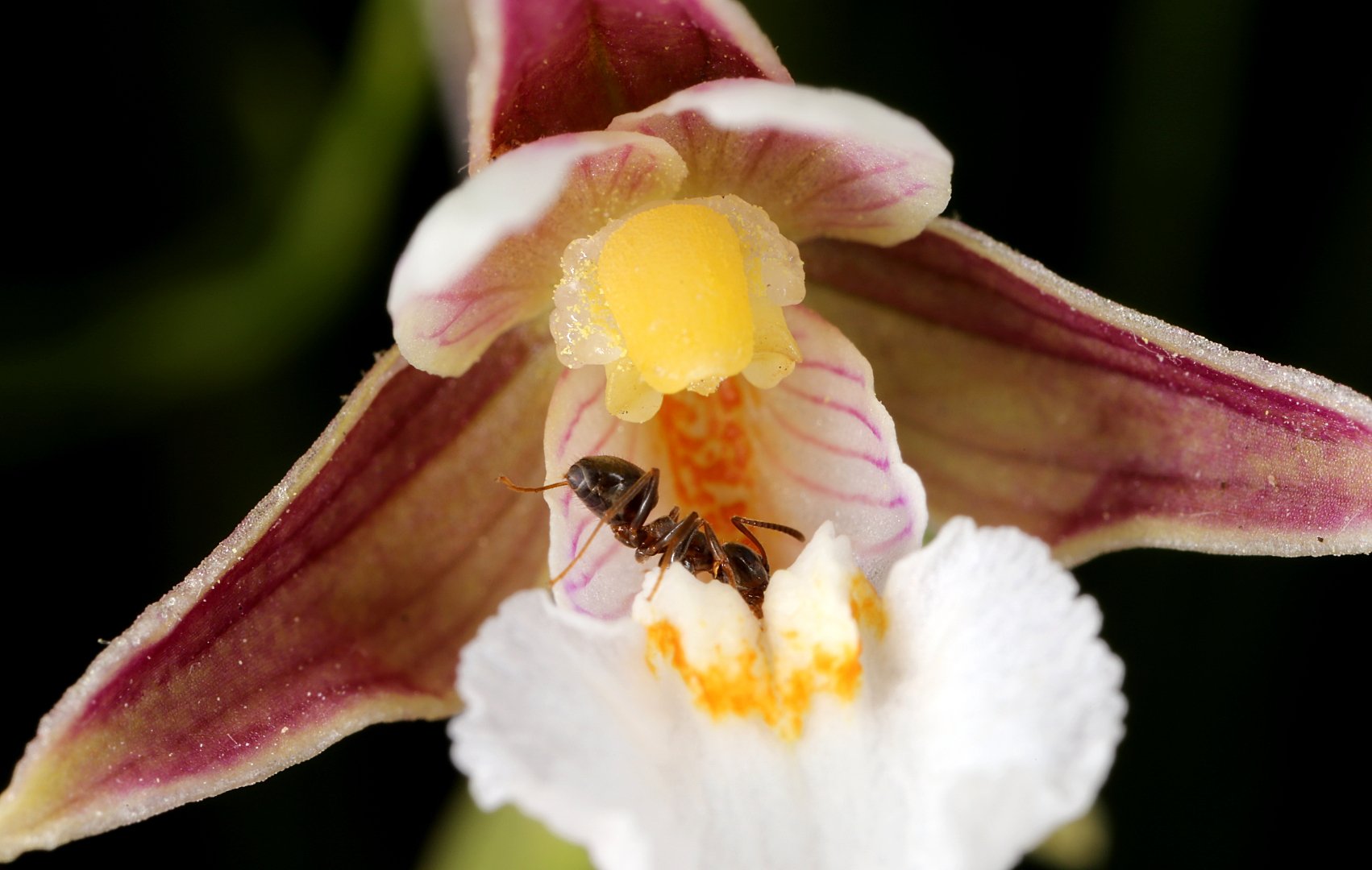 нектар орхидея муравей, Александр Зорин