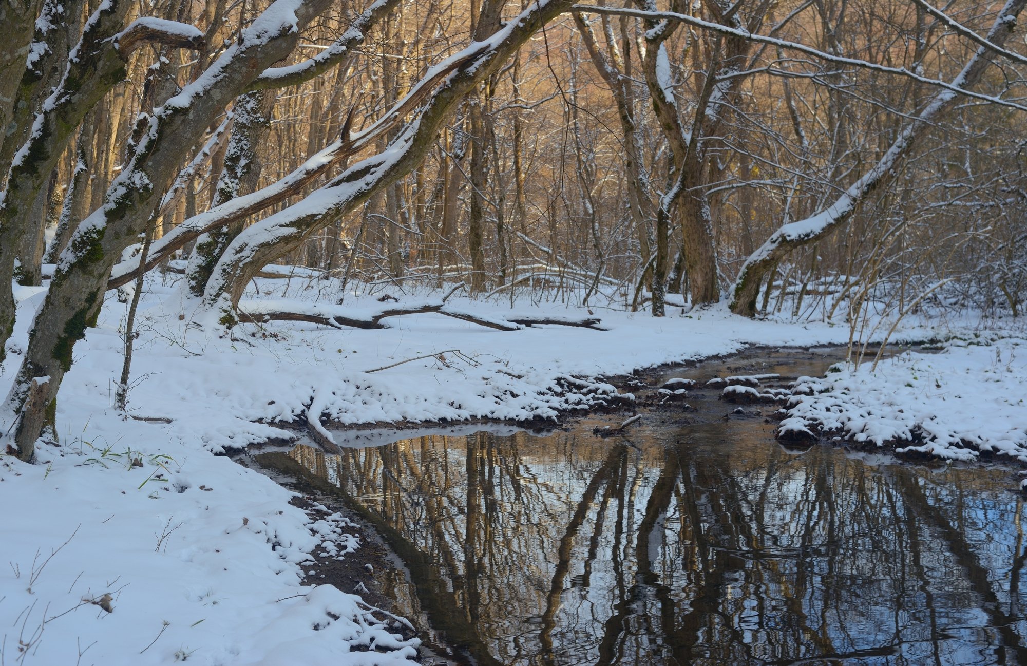 зима лес снег утро ручей, Александр Жарников
