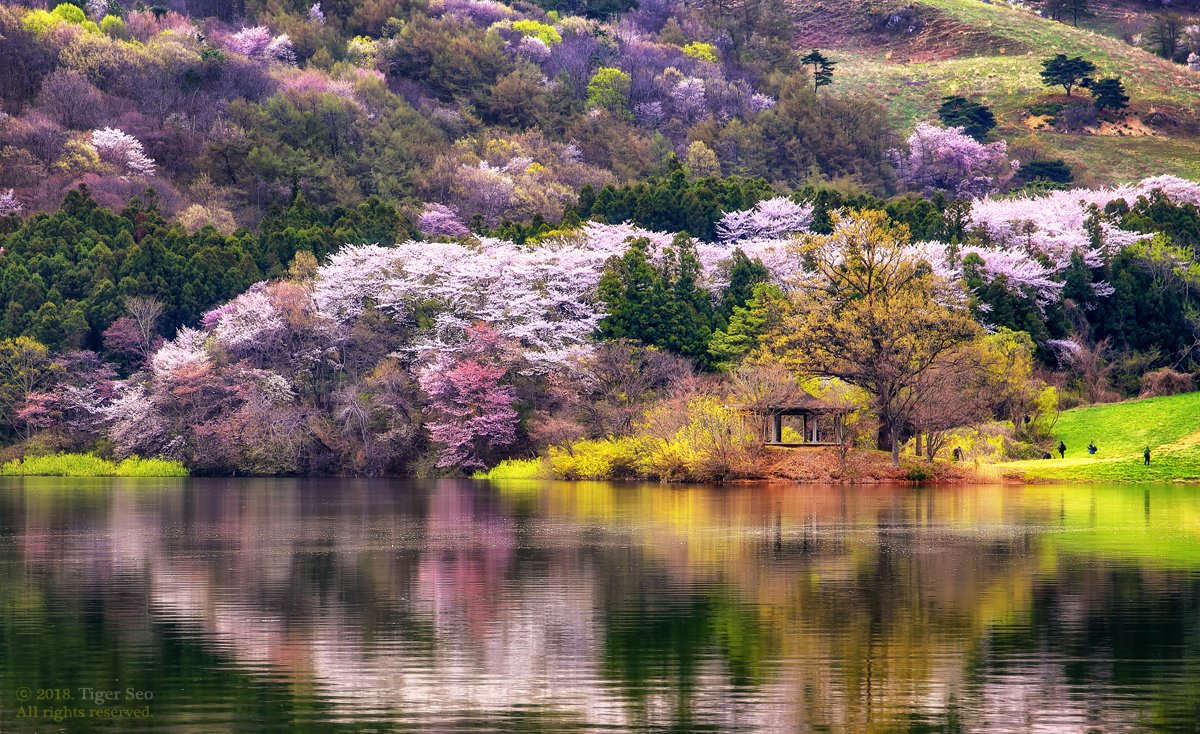 flower mountain trees water waterside reflection spring Korea landscape, Seo Tiger