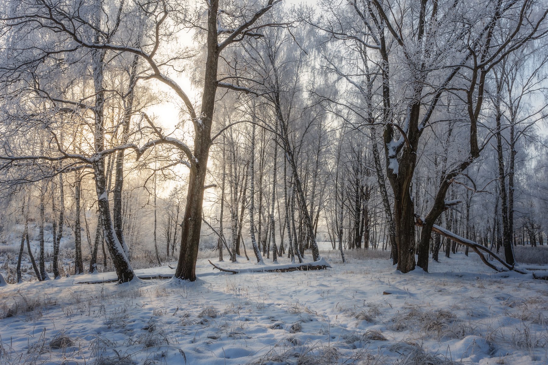 пейзаж, природа, московская область, зима, рассвет, Мартыненко Дмитрий
