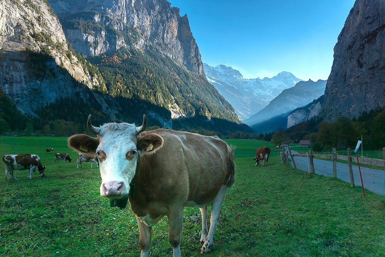 пейзаж, природа, долина, Лаутенбруннен, Швейцария, корова, Лариса Николаевна Дука